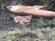 Mara Ngenche Safari Camp - Maasai Mara National Reserve – zdjęcie 7