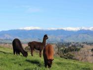 Gallin Farm Alpacas And Farmstay – photo 1