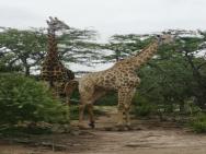 Nsele Safari Lodge – zdjęcie 2
