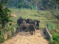 Pinnawala Elephant Front View Hotel – zdjęcie 7
