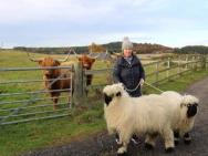 Glampods Glamping Pod - Meet Highland Cows And Sheep Elgin – zdjęcie 3