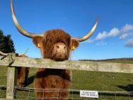 Glampods Glamping Pod - Meet Highland Cows And Sheep Elgin – zdjęcie 6