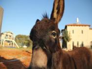 Donkeys & Sunshine – photo 1
