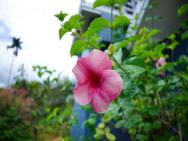 Camellia Premium Homestay, Wayanad – photo 6