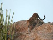 Panthera Pardus Safari Lodge – photo 5