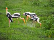 Athmansala Safari Resort – photo 6